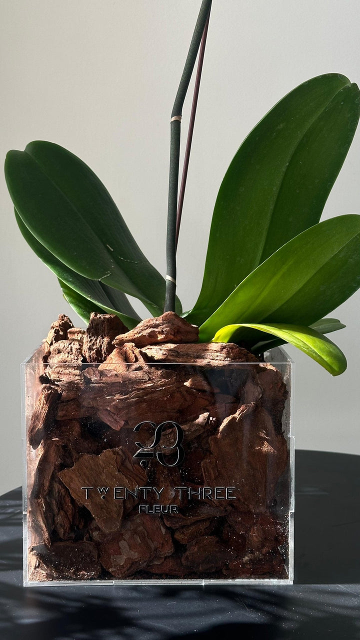 White Orchid - Twenty Three Flowers & Chocolate