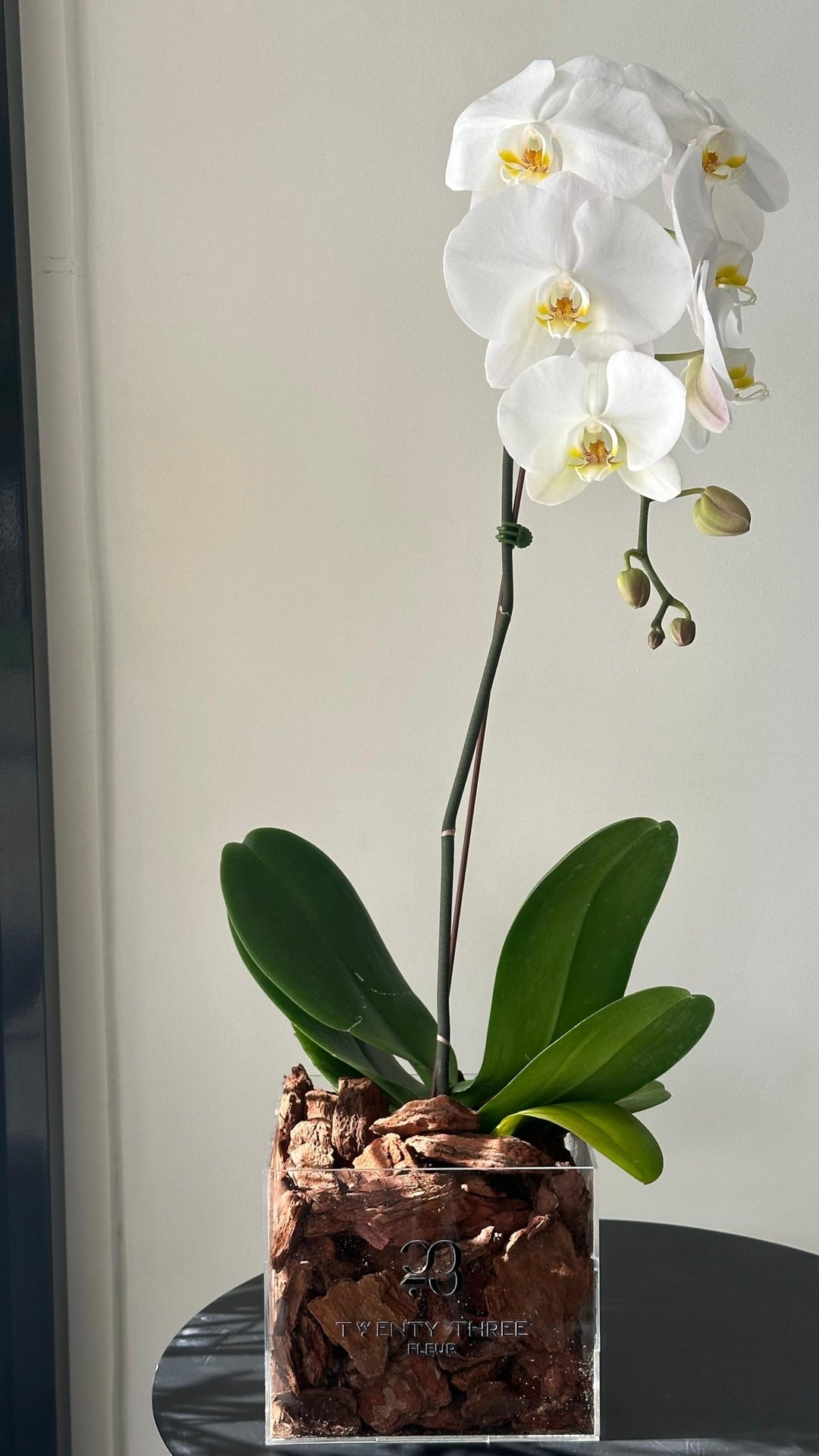 White Orchid - Twenty Three Flowers & Chocolate