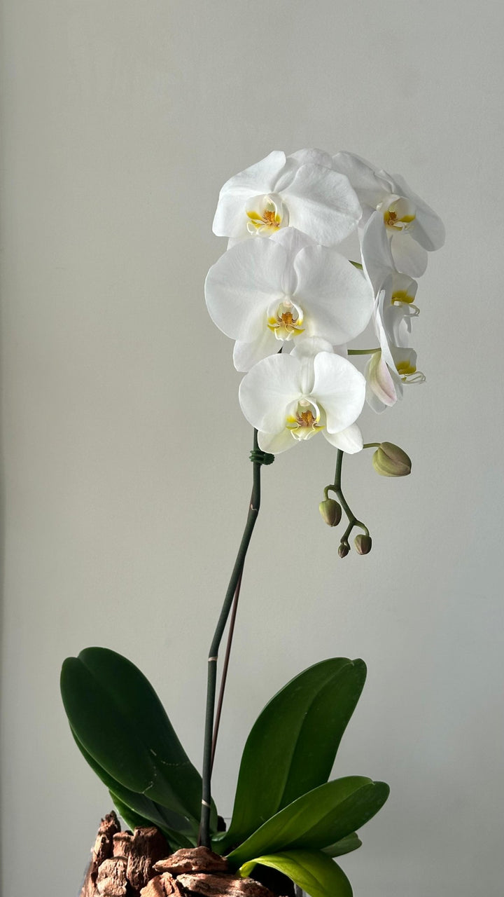White Orchid - Twenty Three Flowers & Chocolate